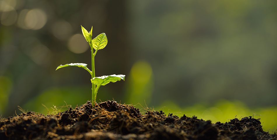 Ecosystems and biodiversity