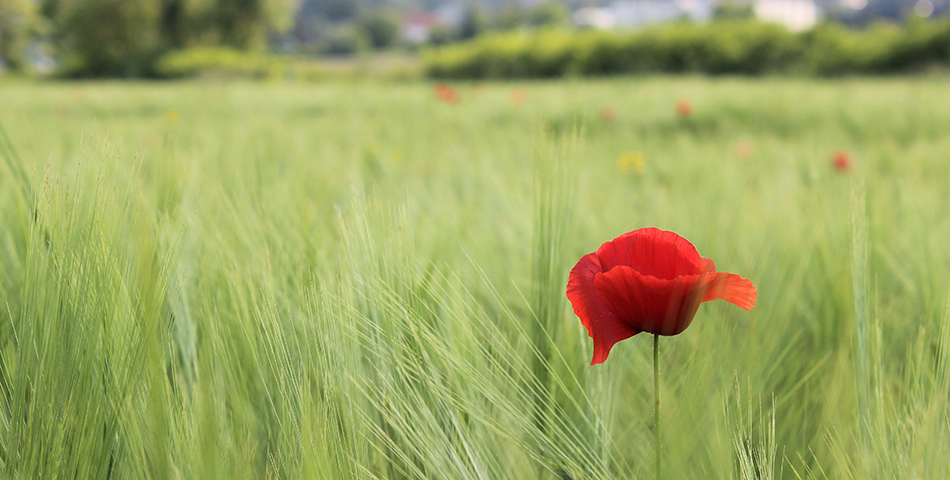 Inclusive standards that work for the environment
